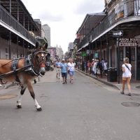 Horse Carriage Rides