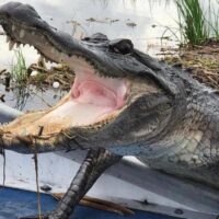 Airboat Tours