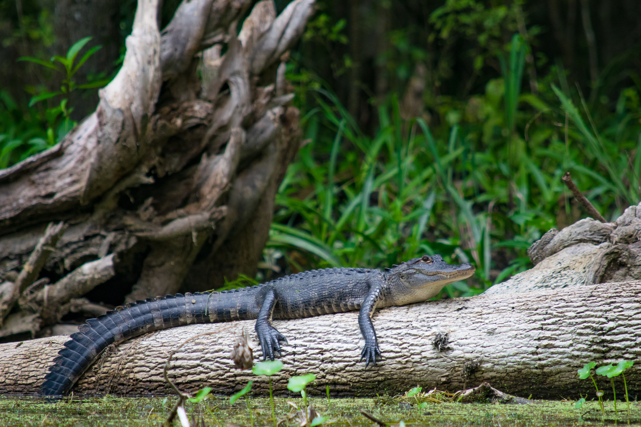 The Best New Orleans Swamp Tour Experiences (Updated August 2026)